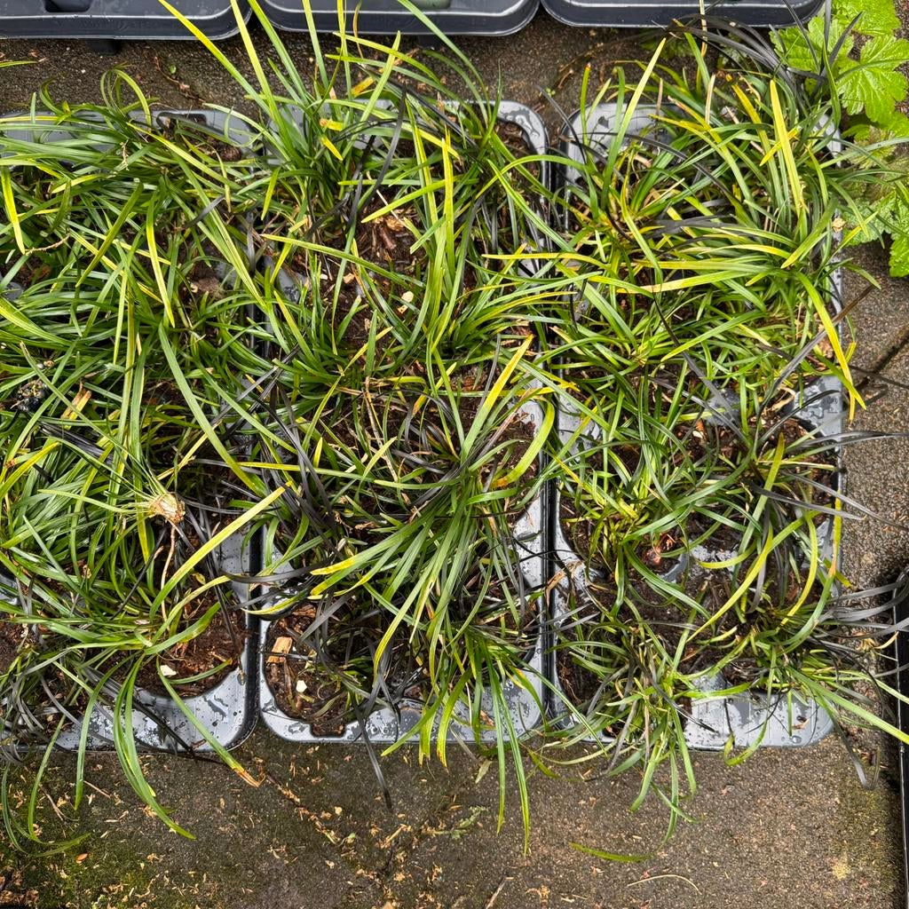 Siergras in trays - Slangenbaard, Ophalen, Vaste plant, Siergrassen, Halfschaduw