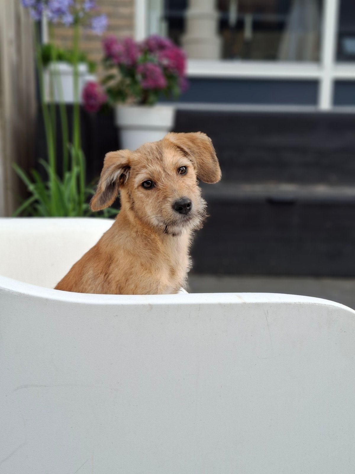 Ter adoptie: Lieve vrolijke pup Nova, Dieren en Toebehoren, Honden | Niet-rashonden, Particulier, 15 weken tot 1 jaar, Buitenland