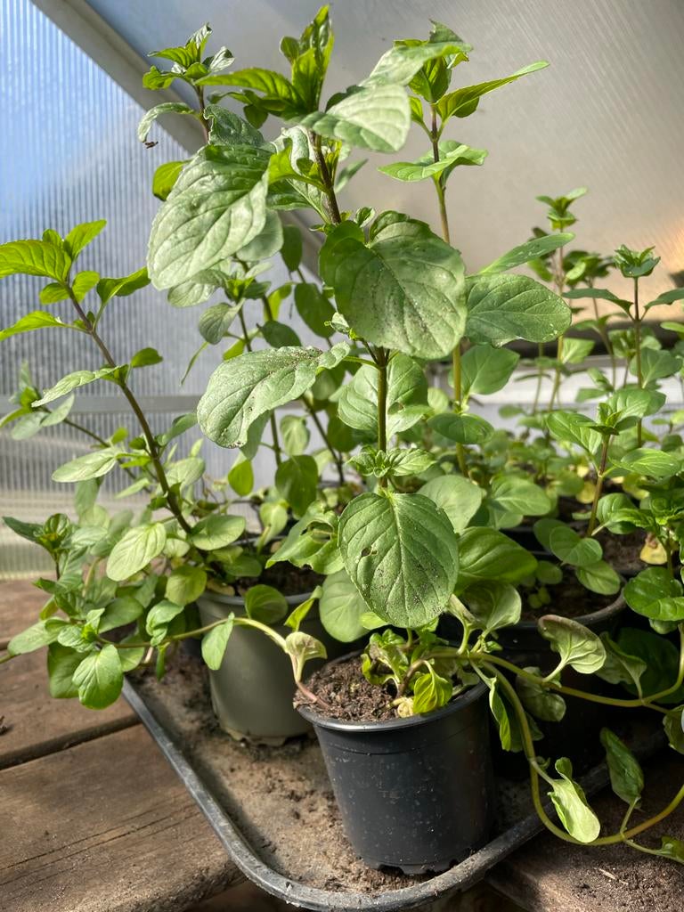 6 plantjes Verse sinaasappel Muntplantjes -, Vaste plant, Ophalen of Verzenden, Halfschaduw, Kruiden