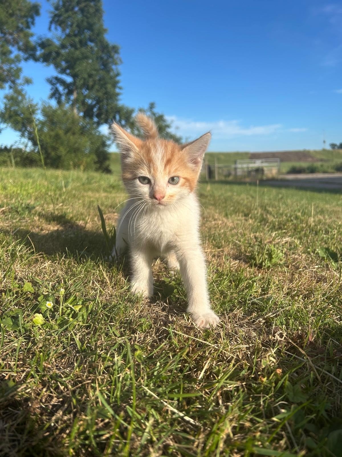 Lieve boerderijkitten te koop!, Dieren en Toebehoren, Kortharig, 0 tot 2 jaar