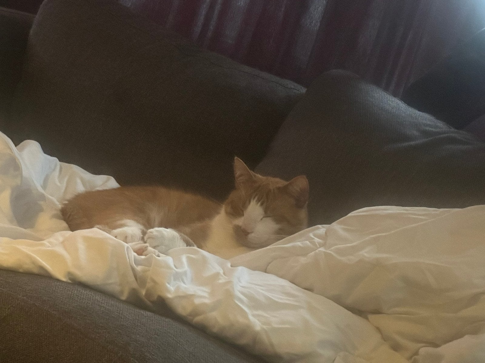 Lieve gecastreerde oranje kater 6 jaarzoekt liefdevol thuis, Kater