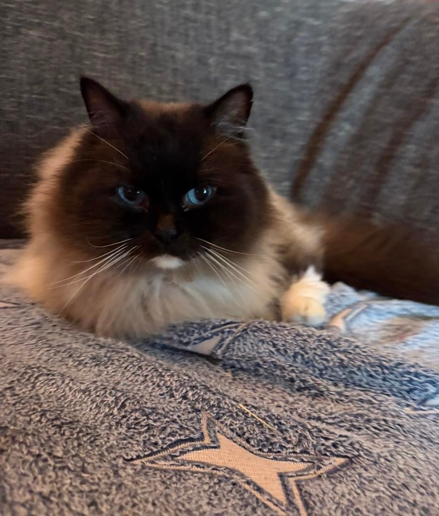 Mitted Ragdoll kater, Dieren en Toebehoren, Katten en Kittens | Raskatten | Langhaar, Kater