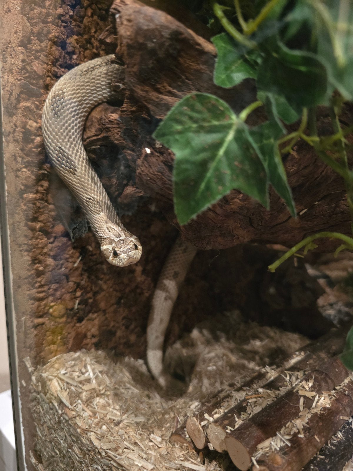 Wederom te koop! 1.0 artic anaconda haakneus. Hognose Snake photo 3