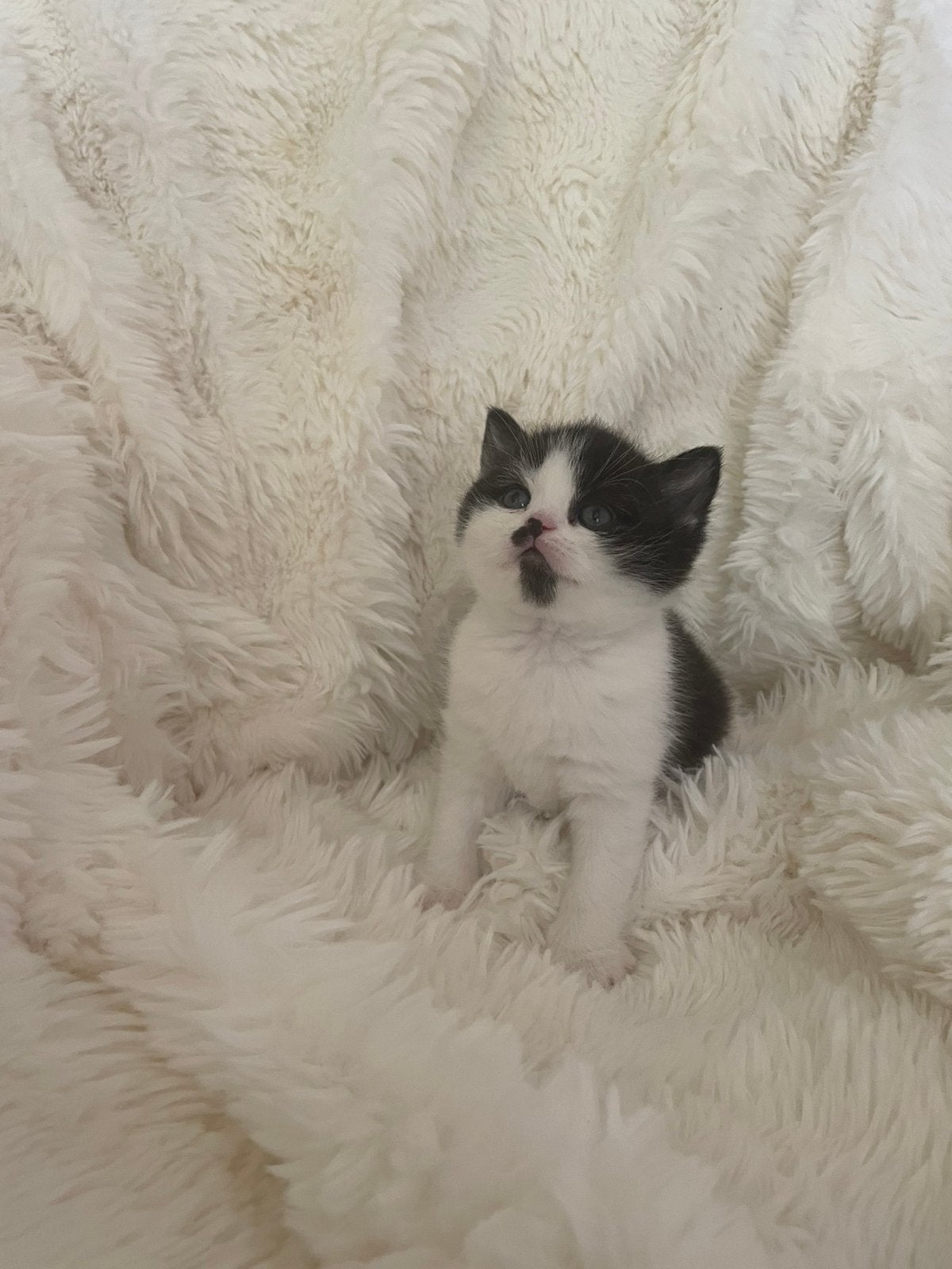 Britse korthaar black biocolor Kater, Kater, Ontwormd