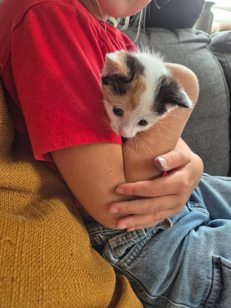 Leuke boerderij kittens te koop, Dieren en Toebehoren, Katten en Kittens | Overige Katten, Meerdere dieren, Kortharig, 0 tot 2 jaar