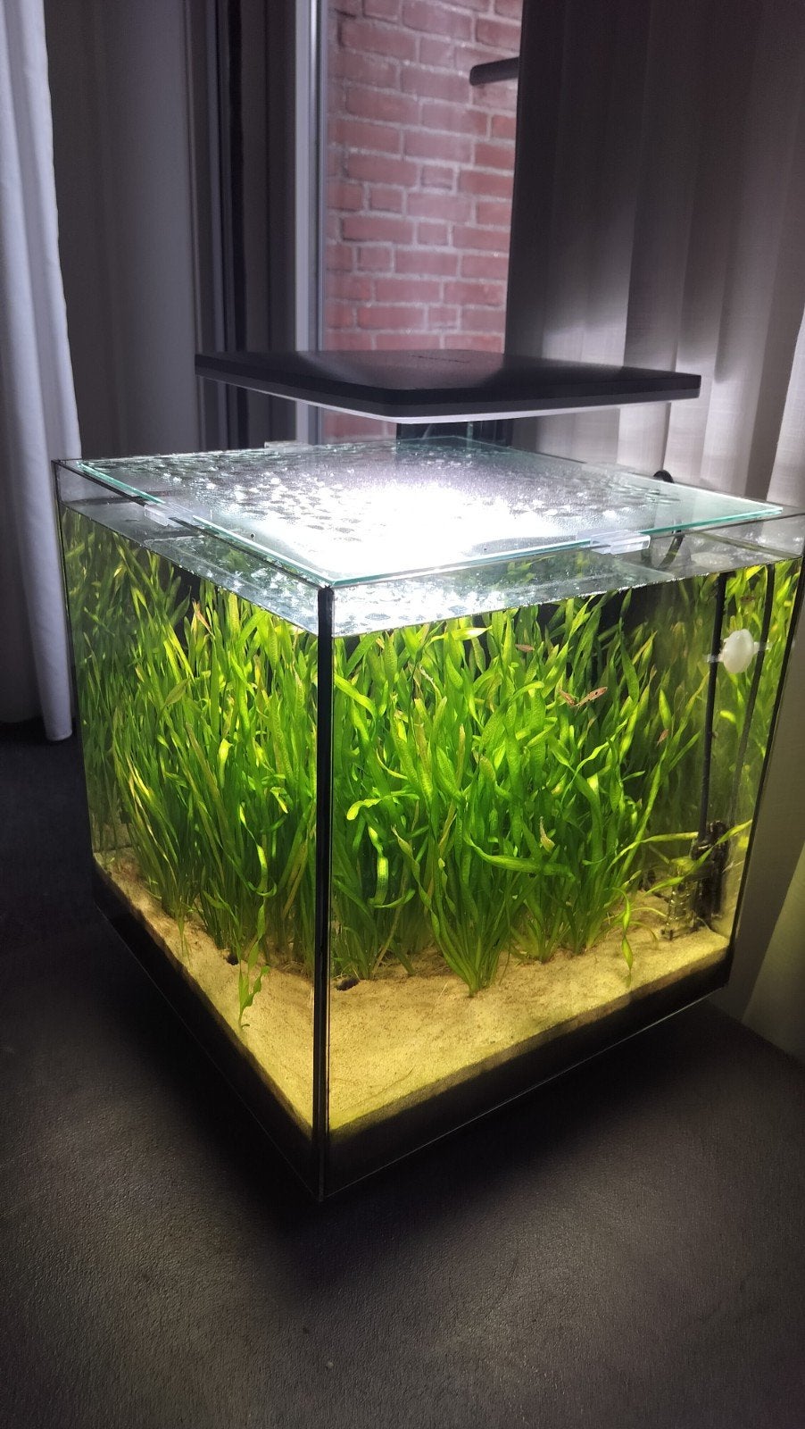 Compleet Superfish qubic 30 aquarium met vissen en garnalen, Ophalen, Superfish, Inclusief deksel, Gevuld zoetwateraquarium
