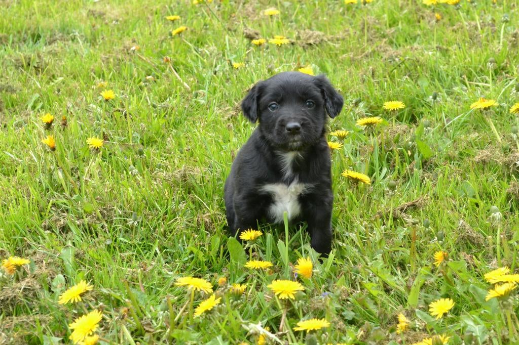 Puppy’s stabij keer golden retriever, 8 tot 15 weken, Meerdere, Nederland, Particulier