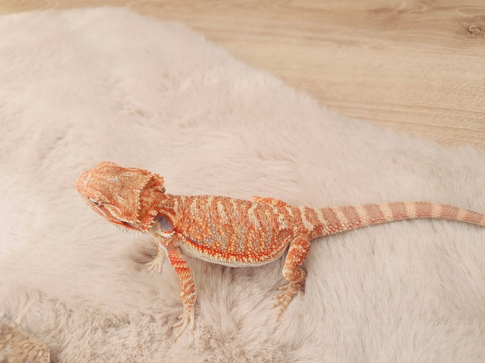 Jonge Hypo Baardagaam Man Bearded Dragon - male for sale from Justin