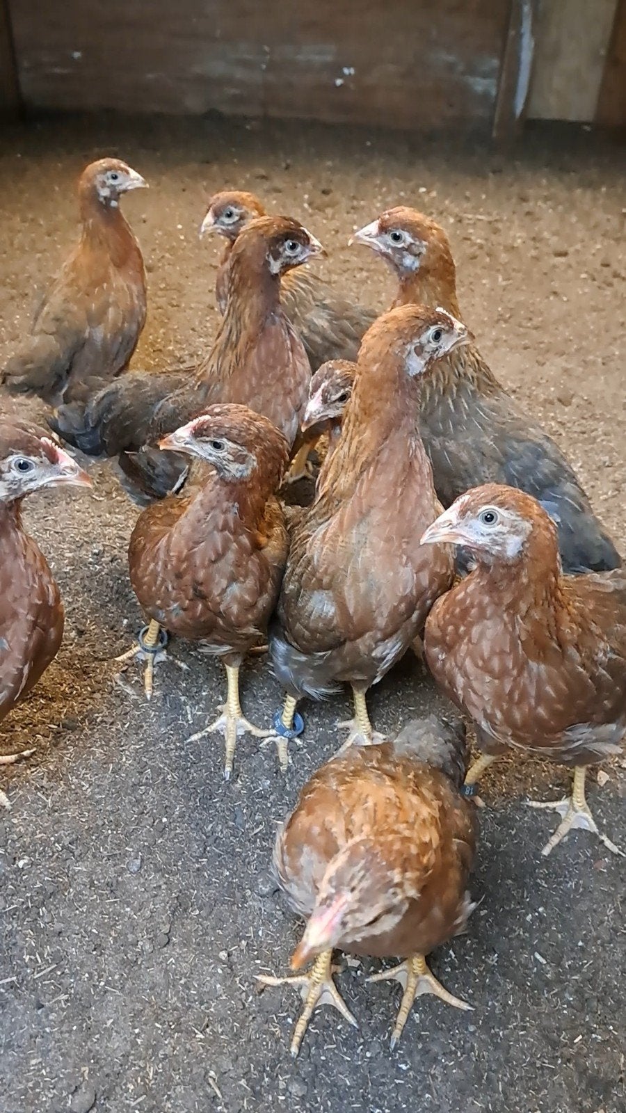 Raszuivere welsumer hennen van 17 juli 2026 welsumers Groot, Dieren en Toebehoren, Pluimvee, Vrouwelijk, Kip