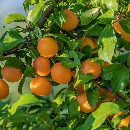 Mespilus germanica: Decoratieve Mispelboom voor Tuin & Keuke, Ophalen, Overige soorten, Struik, Minder dan 100 cm