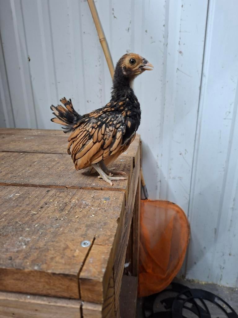 Sebright hennen (ingeënt), Dieren en Toebehoren, Pluimvee, Vrouwelijk, Kip