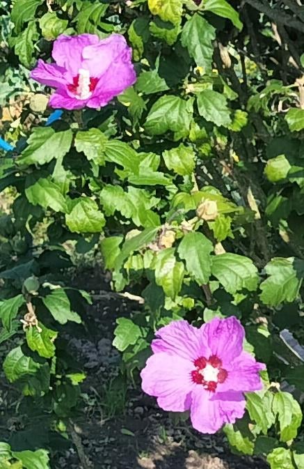 Chinese Roos / Hibiscus €1,50 - €15, Volle zon, Vaste plant, Herfst, Ophalen