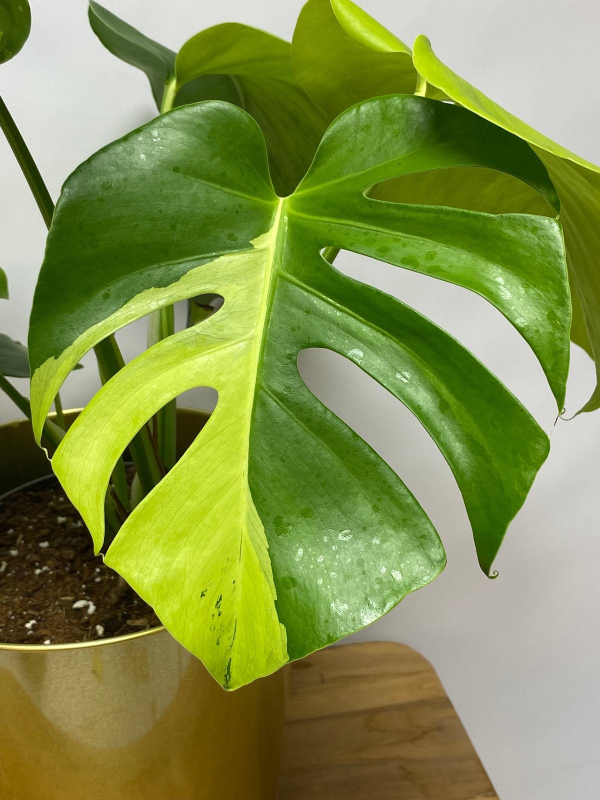 Monstera Light Lime, Ophalen of Verzenden, Halfschaduw, Minder dan 100 cm