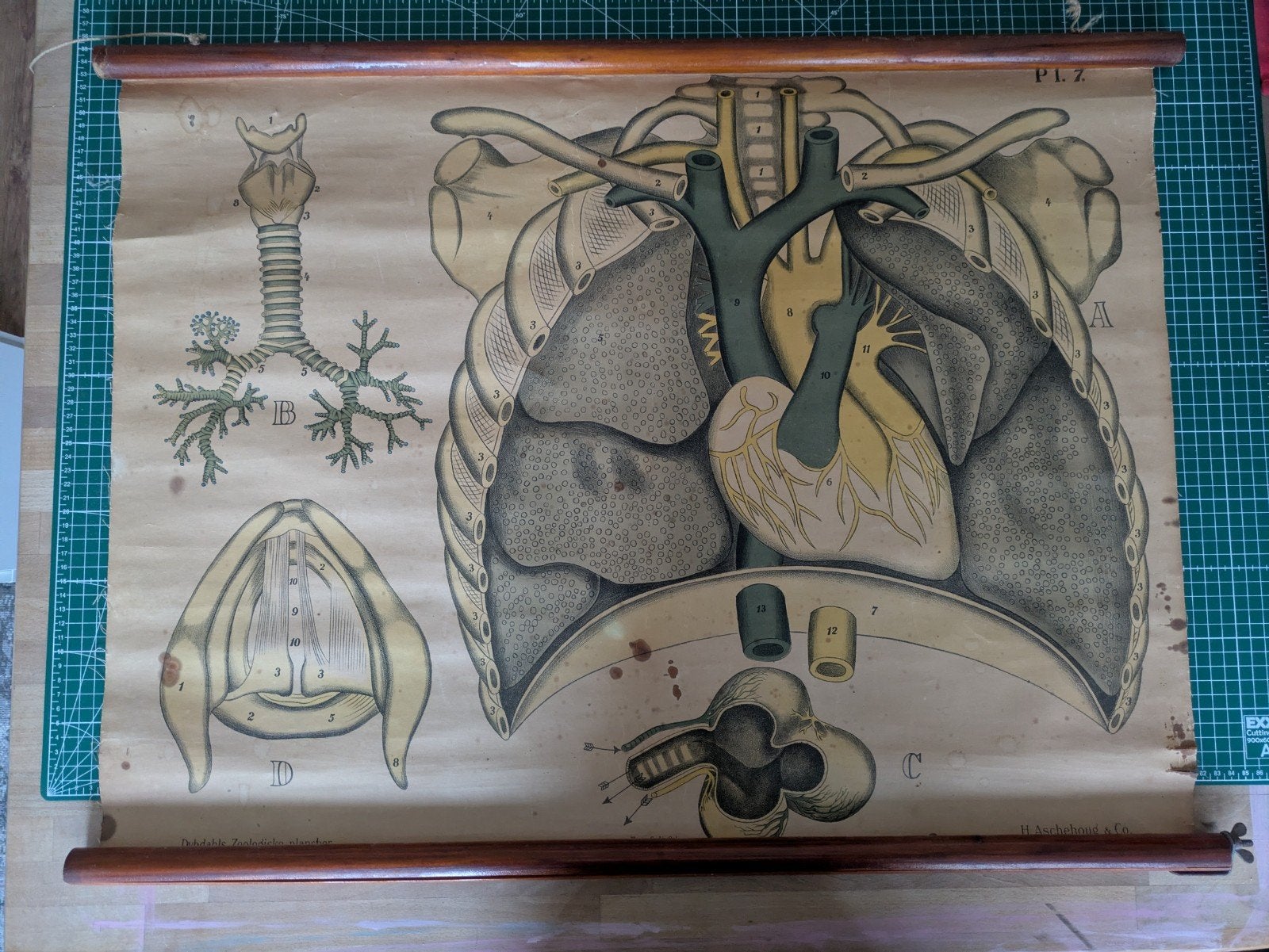 Oude schoolplaten: Anatomie, Biologie, Natuurkunde, Antiek en Kunst, Ophalen of Verzenden, Natuur en Biologie