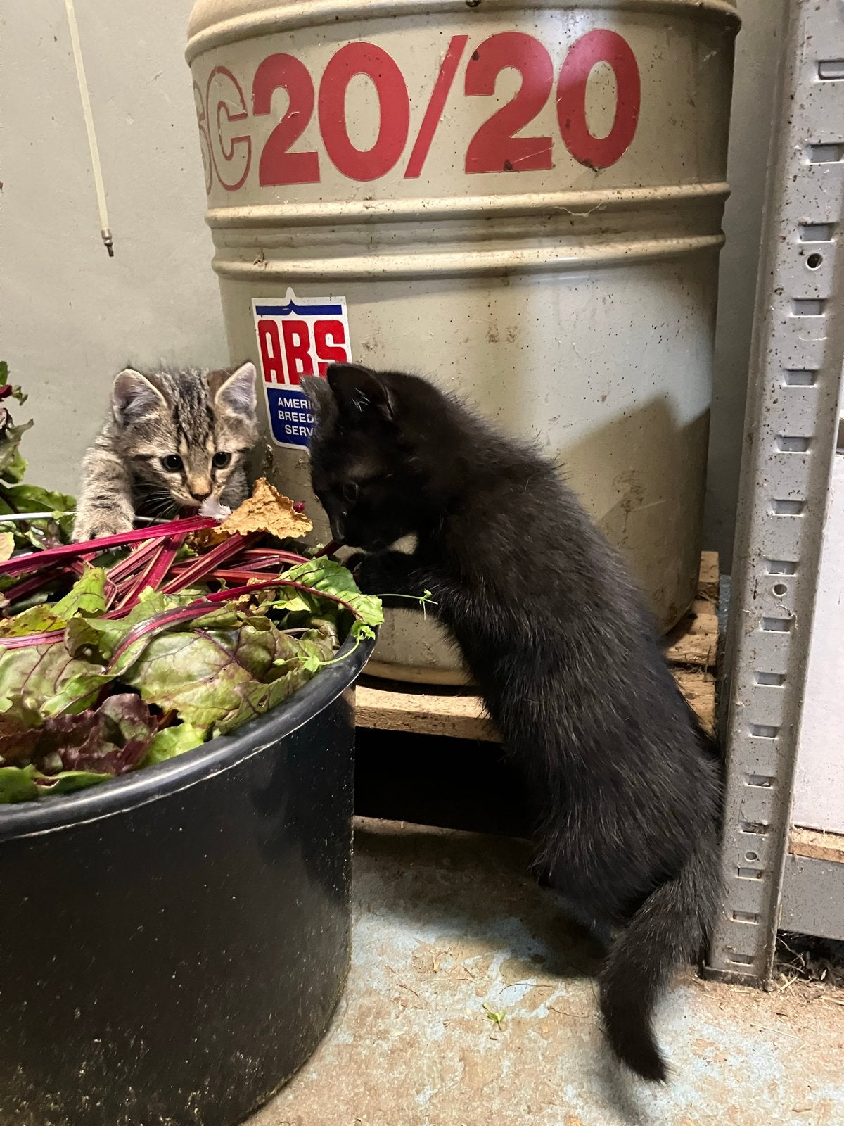 Lieve boerderij kittens te koop, Meerdere dieren, Kortharig, 0 tot 2 jaar