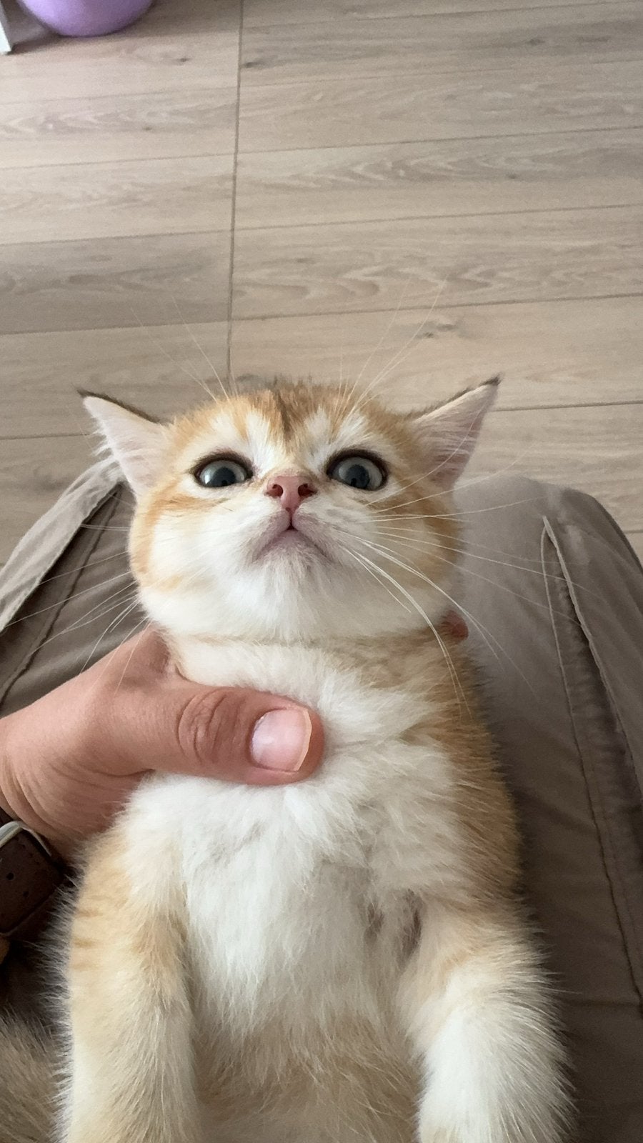 Brits korthaar golden shaded kitten, Dieren en Toebehoren, Poes, Ontwormd, 0 tot 2 jaar