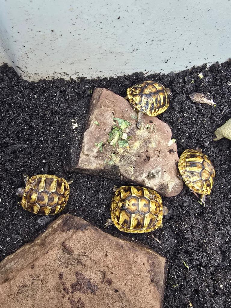 Na kweek Testudo hermanni boettgeri 2025 Tortoise - female for sale from Caravan