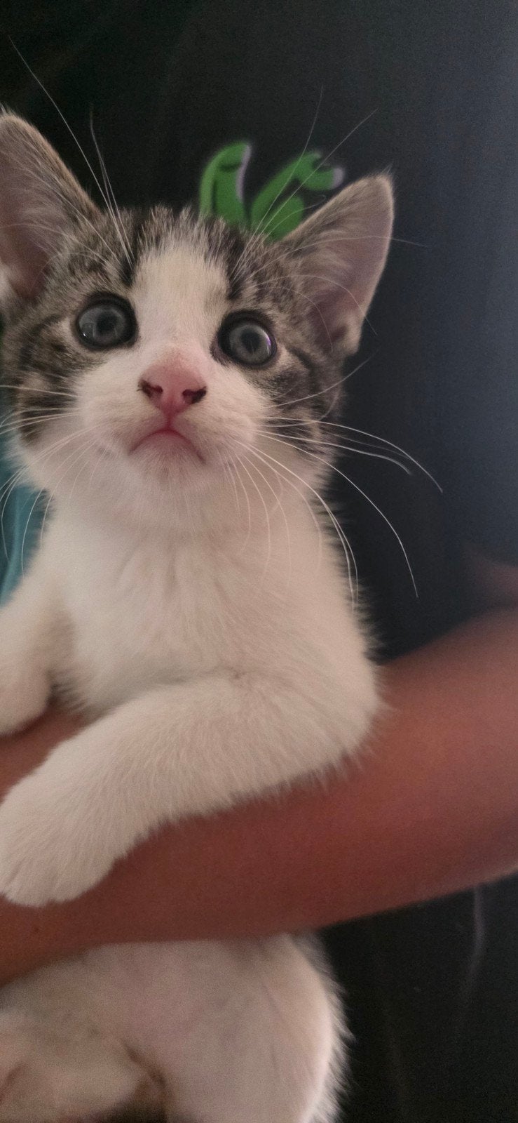 kittens te koop, Dieren en Toebehoren, Meerdere dieren, 0 tot 2 jaar