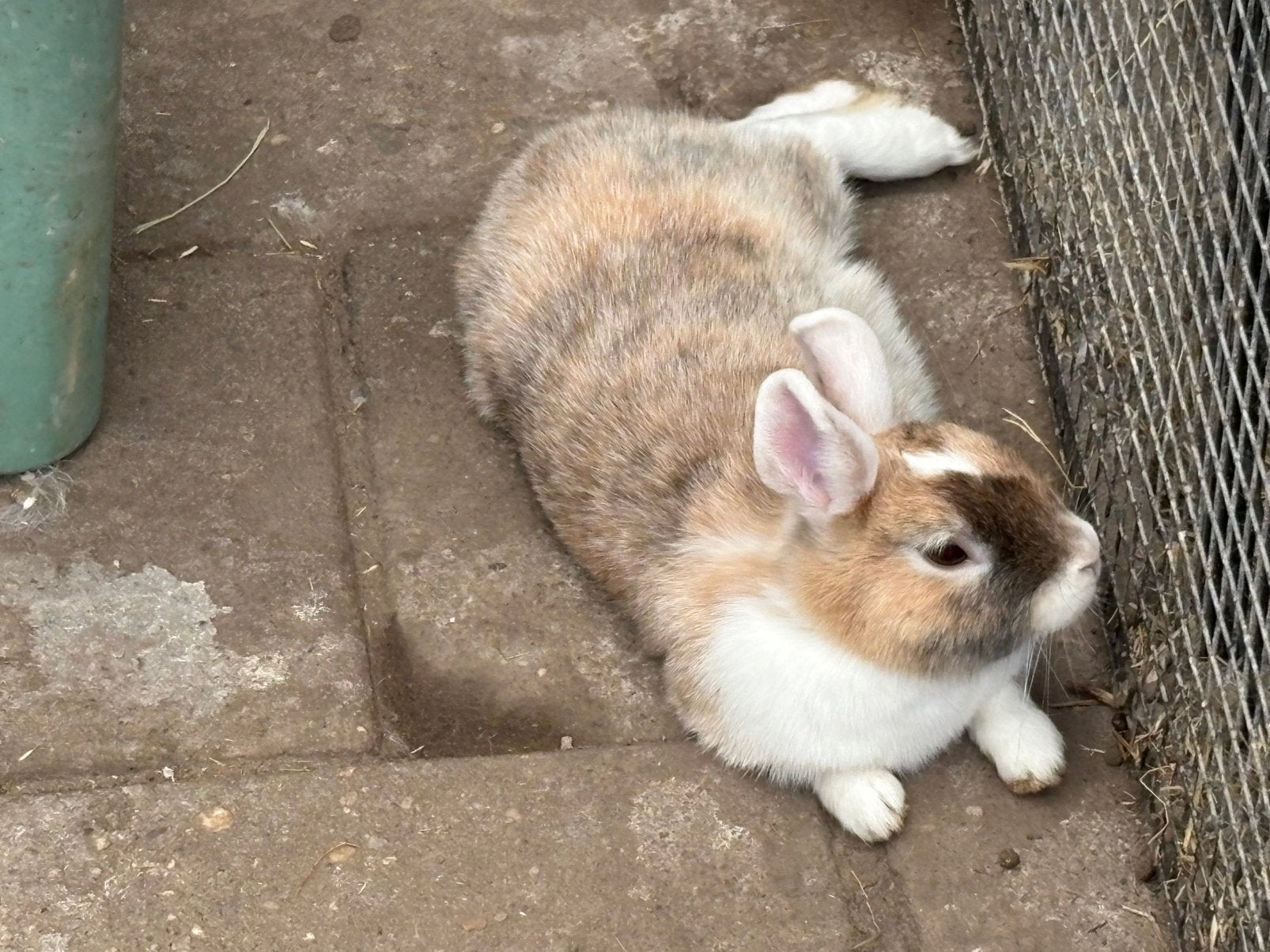 Koppel dwergkonijnen, 1 voedsters, 1 gec ram, Meerdere dieren