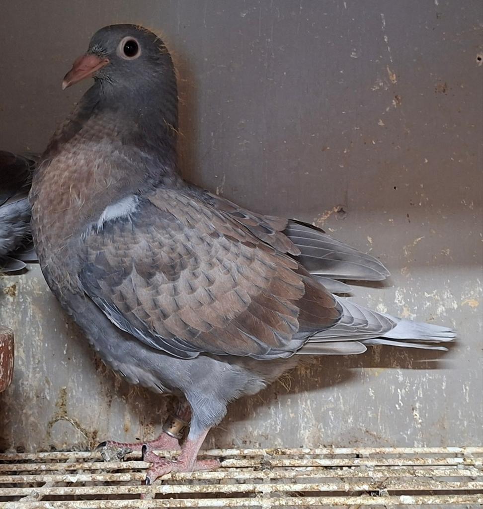 Rubella gekraste kleurpostduiven te koop, Dieren en Toebehoren, Vogels | Duiven