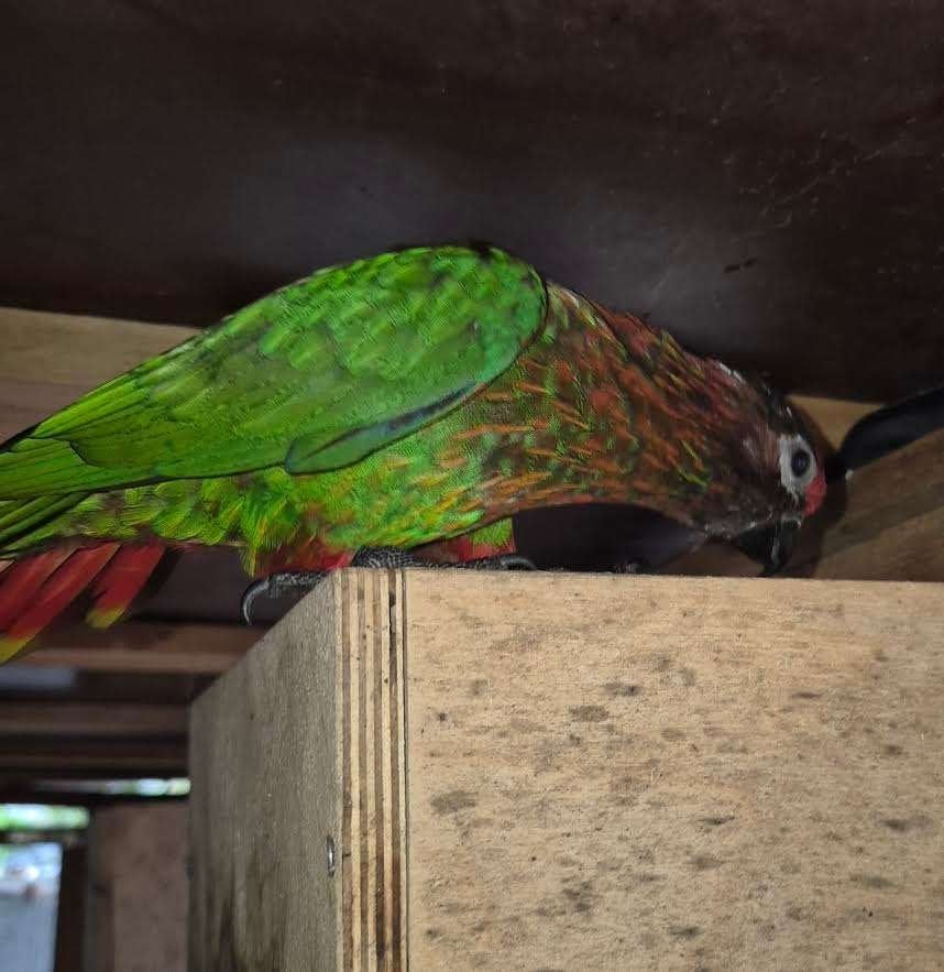lori, Dieren en Toebehoren, Mannelijk, Papegaai