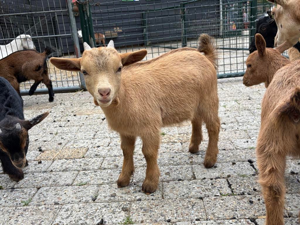 3 Dwerggeit bokjes, Dieren en Toebehoren, Mannelijk, Geit, 0 tot 2 jaar