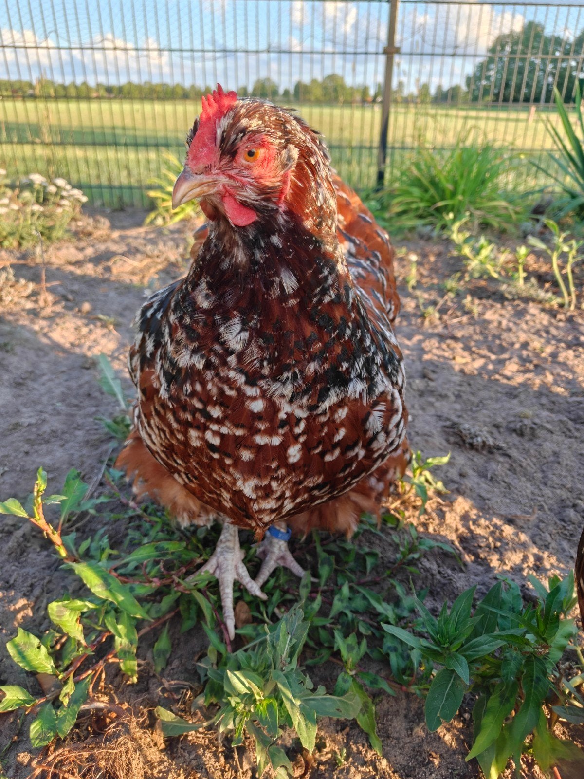 Broedeieren Orpington groot roodporselein, Dieren en Toebehoren, Geslacht onbekend, Kip