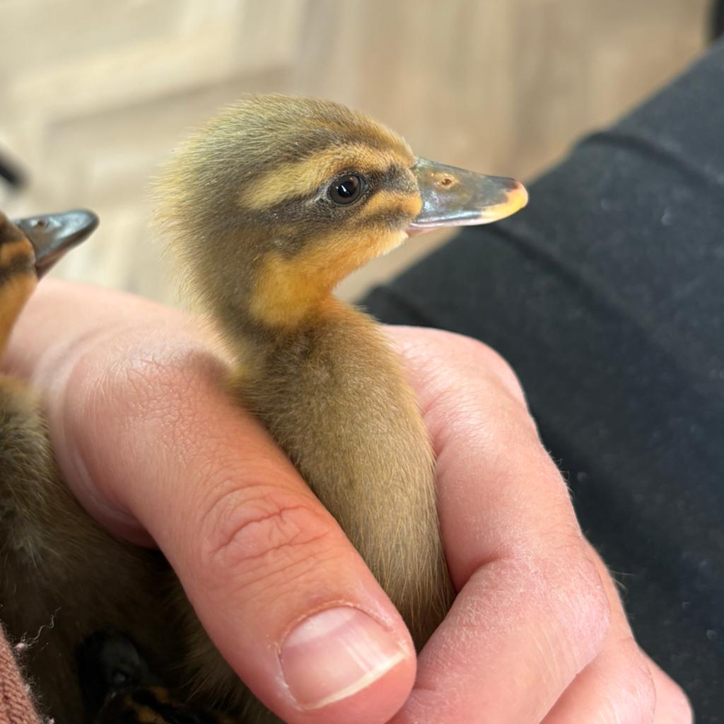 3 jonge loopeenden, Geslacht onbekend, Eend