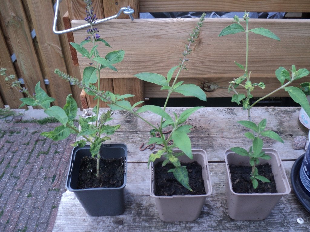 vlinder struik, Tuin en Terras, Planten | Struiken en Hagen, Ophalen, Overige soorten, Struik, Minder dan 100 cm