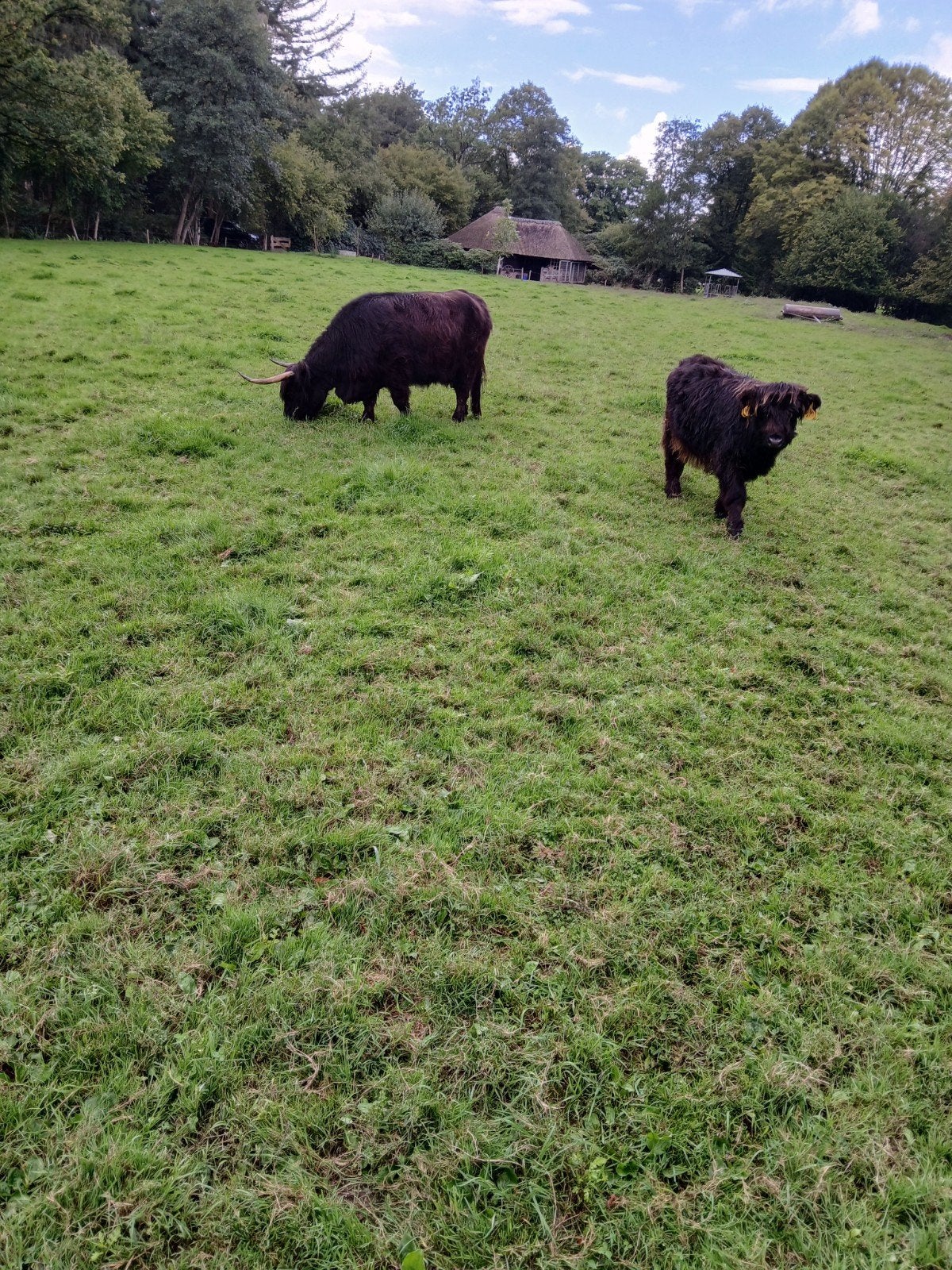 Schotse hooglanders vaarsje zijn inmiddels verkocht, Dieren en Toebehoren, Meerdere dieren