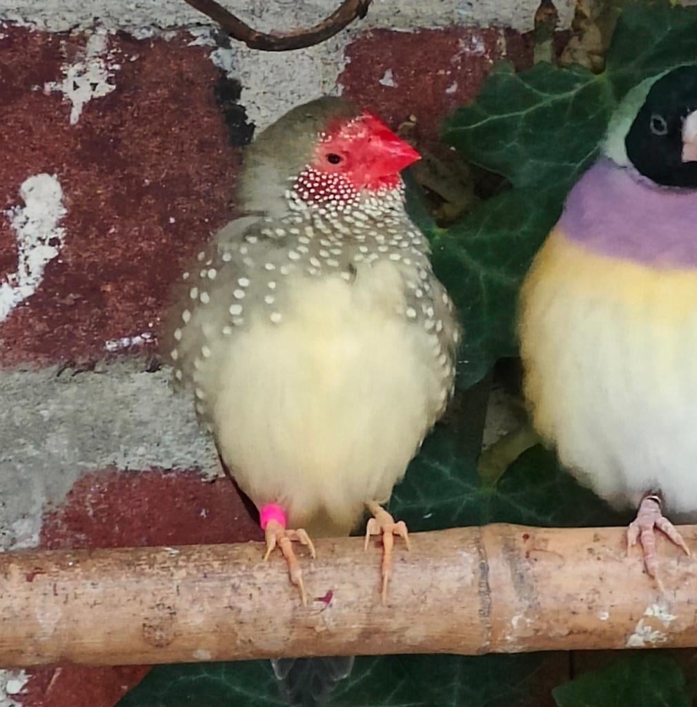 Laatste 2 natuurbroed Binsenastrildes uit buiten volière, Dieren en Toebehoren, Vogels | Overige Vogels, Mannelijk, Tropenvogel