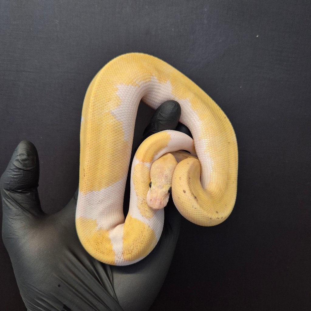 p. regius lijst Houten nk 2026 Ball Python photo 3