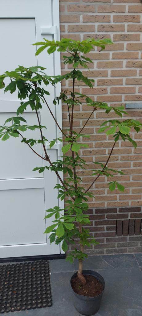 Kastanje boom, Ophalen, Volle zon, Overige soorten