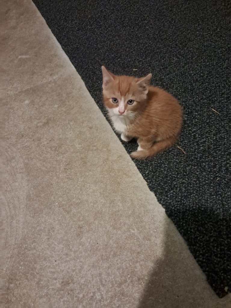 Nieuw huisje gezocht voor 4 kittens, Dieren en Toebehoren, Meerdere dieren, Kortharig, 0 tot 2 jaar