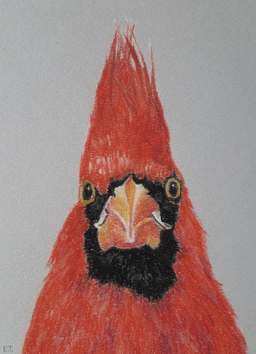 rode kardinaal, Ophalen of Verzenden, Tekening, Overige technieken, Ingelijst