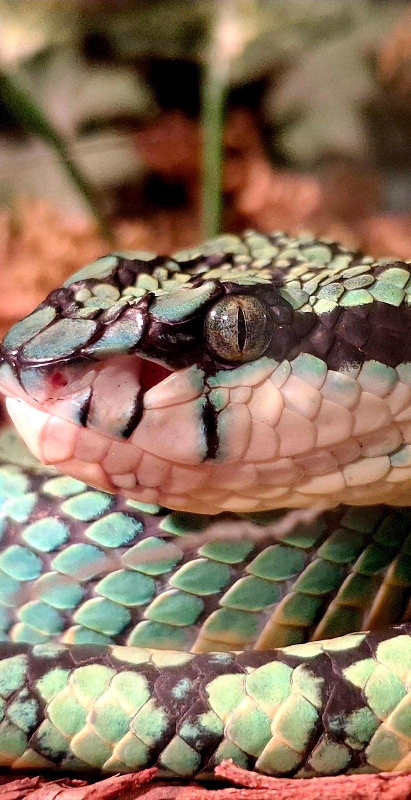 0.1 Trimeresurus Trigonocephalus, Slang, 3 tot 6 jaar