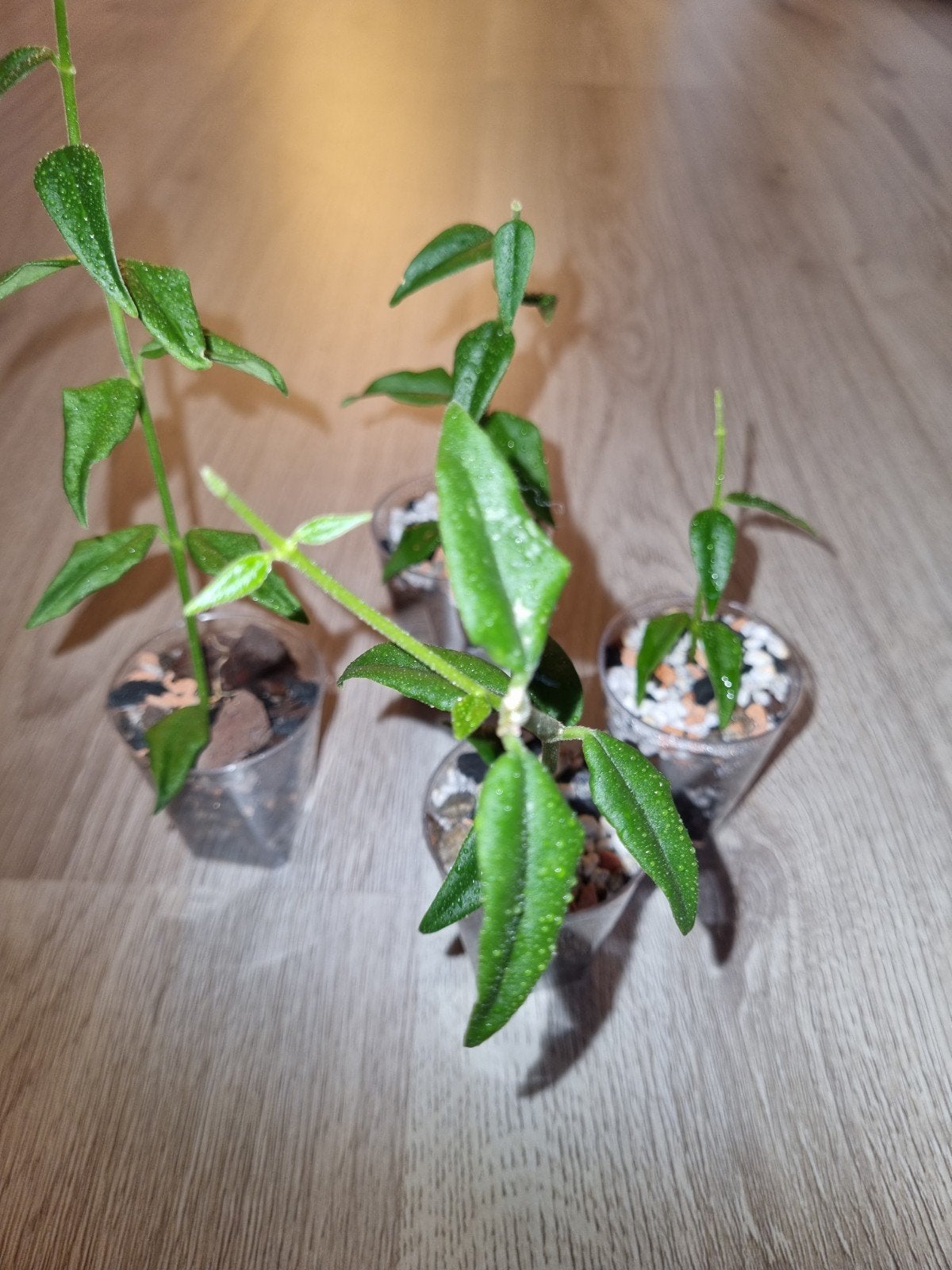 Hoya bella, Ophalen of Verzenden, Halfschaduw, Minder dan 100 cm