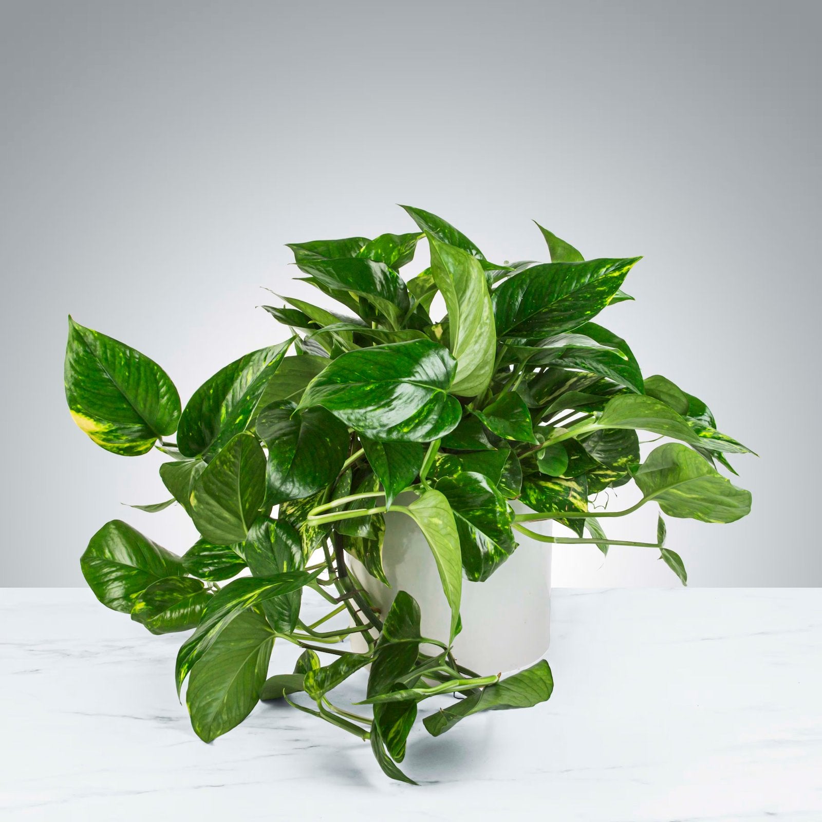 Gezocht: Stekjes terrariumplanten / tropische planten, Ophalen of Verzenden, Zo goed als nieuw, Tak, Plant, Rots of Steen