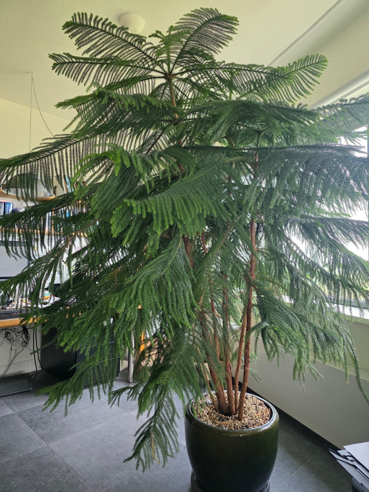 Grote Kamerden' (Araucaria) - kamerplant  5 stammen, 2m hoog, Ophalen, In pot, Halfschaduw, 200 cm of meer
