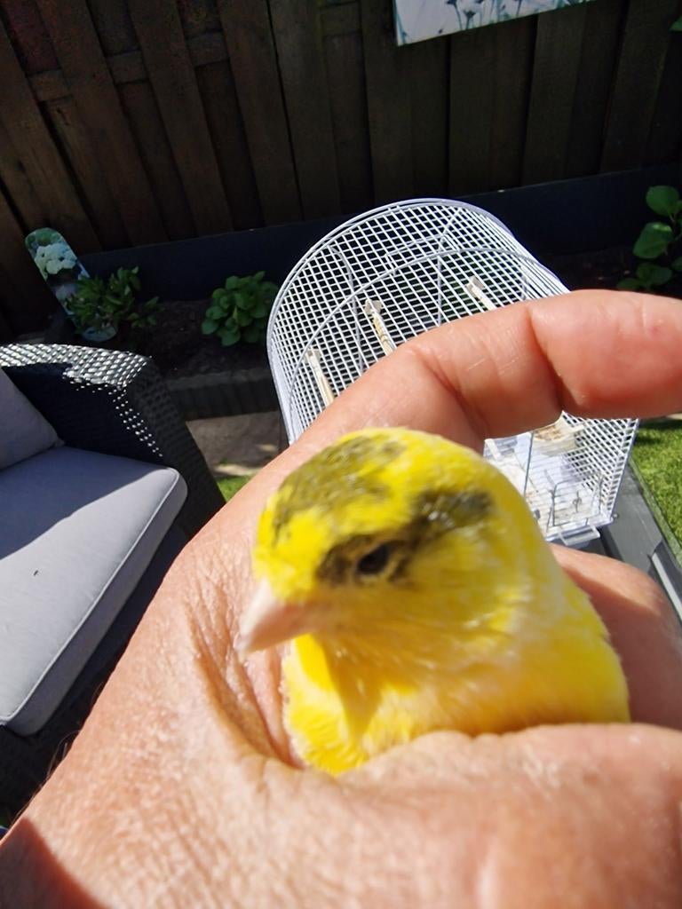 Mooi jonge Kanarie met Kooi compleet, Dieren en Toebehoren, Vogels | Kanaries, Mannelijk, Zangkanarie