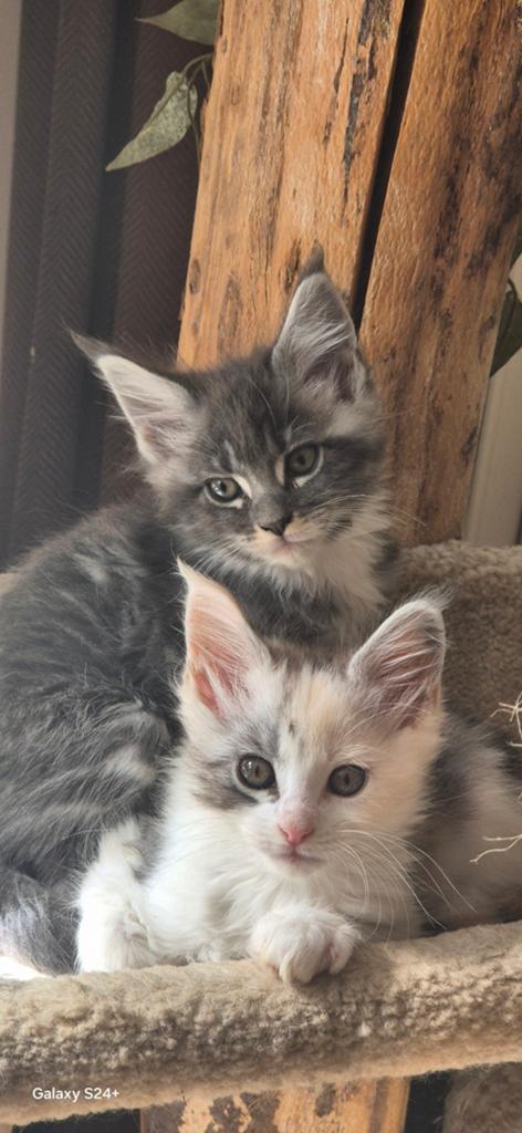 Er zijn 3 Maine-coon kittens geboren, Meerdere dieren, Met stamboom