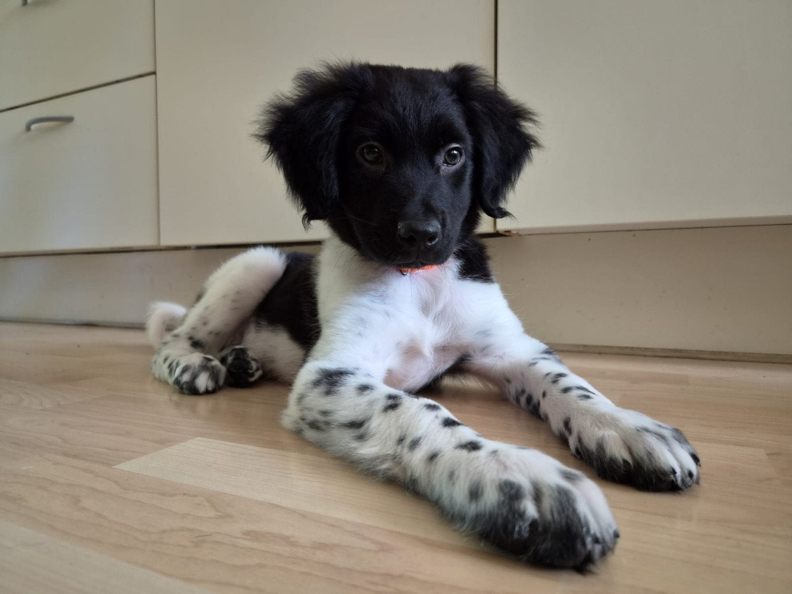 Friese Stabij pup Max (3 maanden) zoekt huisje, 15 weken tot 1 jaar, Reu, Parvo, Eén hond