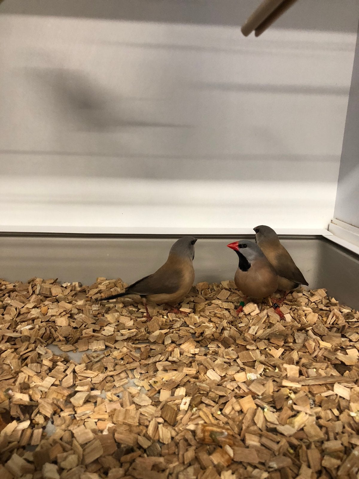 Spitsstaartamadine, Dieren en Toebehoren, Meerdere dieren