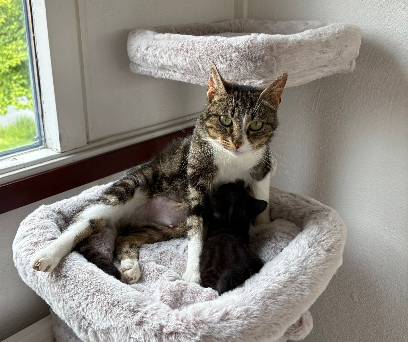 Goud huisje gezocht voor 2 poezen, mama en dochtertje., Dieren en Toebehoren, Meerdere dieren, Kortharig, 0 tot 2 jaar