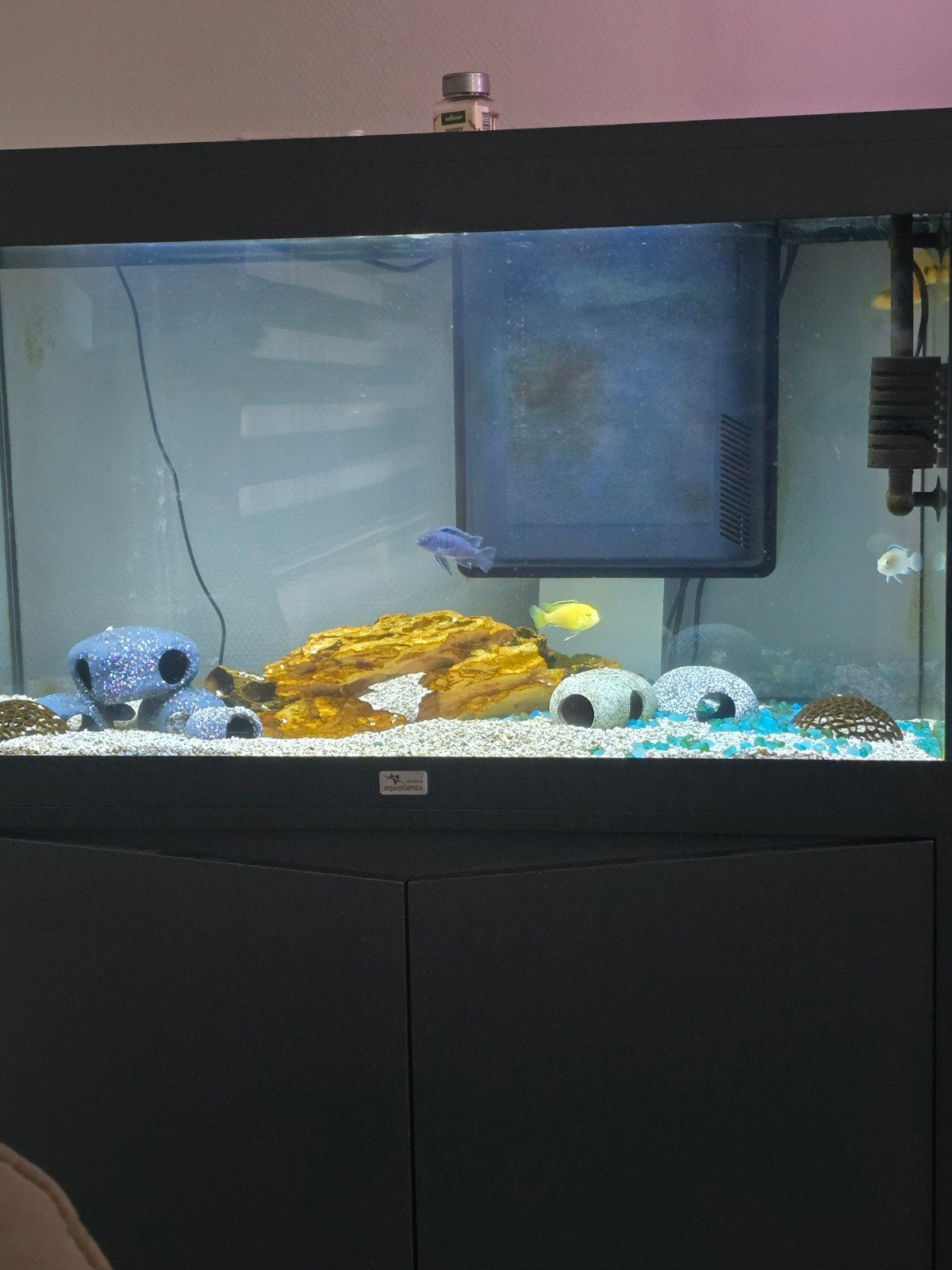 aquatlantis met malawi cichliden, Dieren en Toebehoren, Vissen | Aquariumvissen, Vis