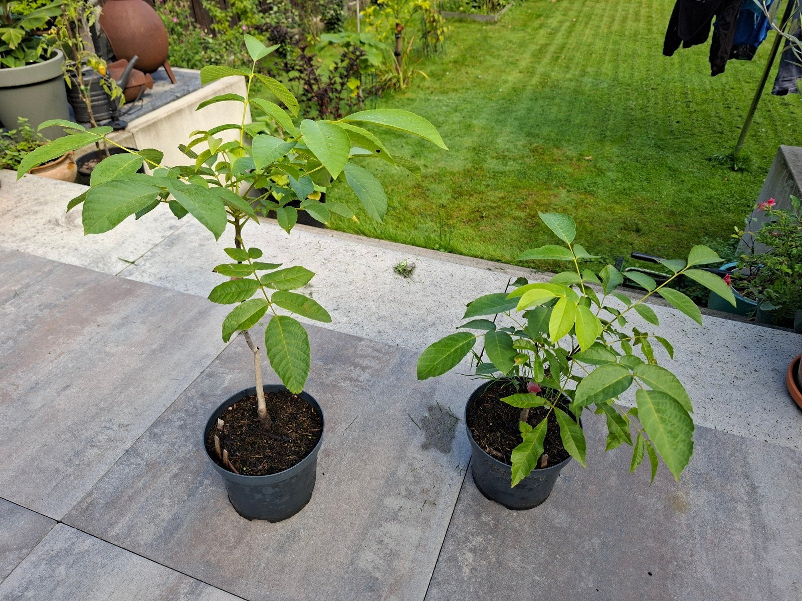 Walnoot boompjes - Jonge walnootbomen in pot, Overige soorten, Lente, Minder dan 100 cm, Ophalen