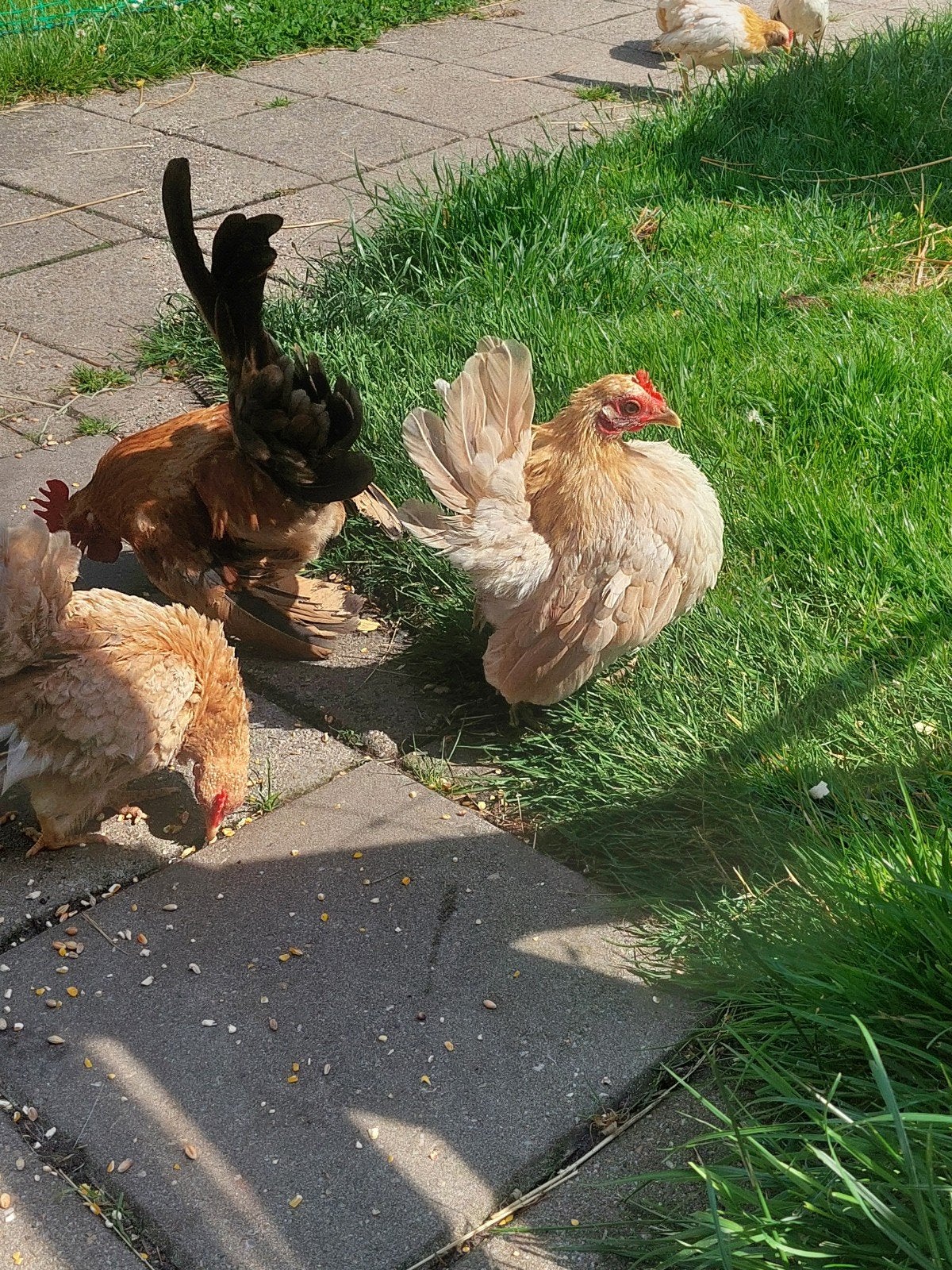 Maleise ayam Serama's  broedeieren tt kwaliteit, Dieren en Toebehoren, Geslacht onbekend, Kip