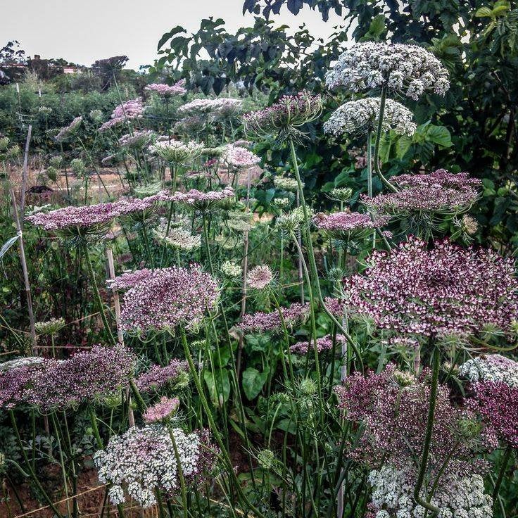 Zaden Daucus carota Purple Kisses, Ophalen of Verzenden, Volle zon