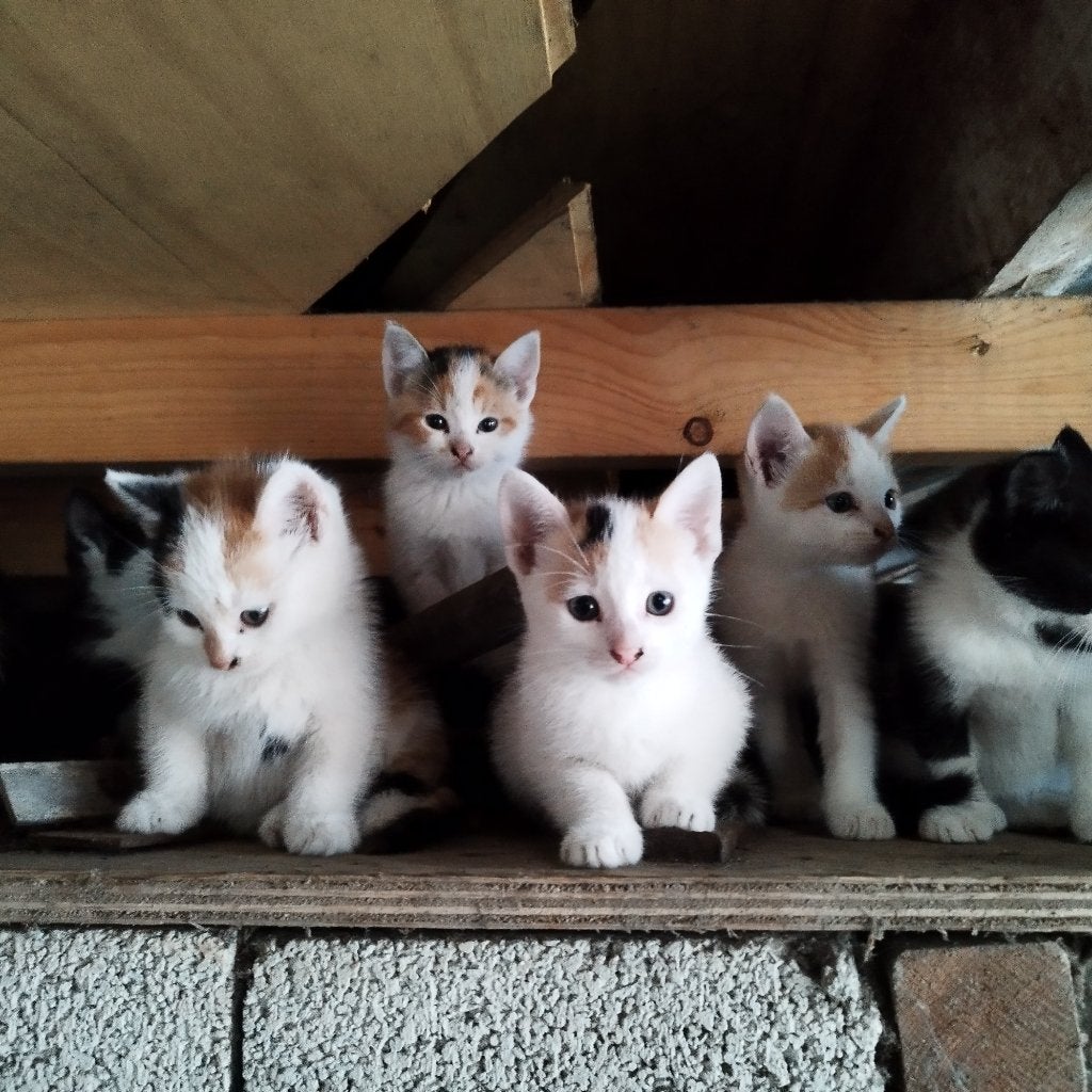 Boerderij Kitten, Meerdere dieren, Kortharig, 0 tot 2 jaar