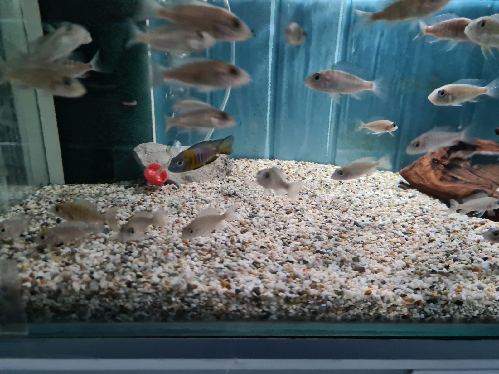 Aulonocara Maulana Malawi Cichliden, Vis, Zoetwatervis